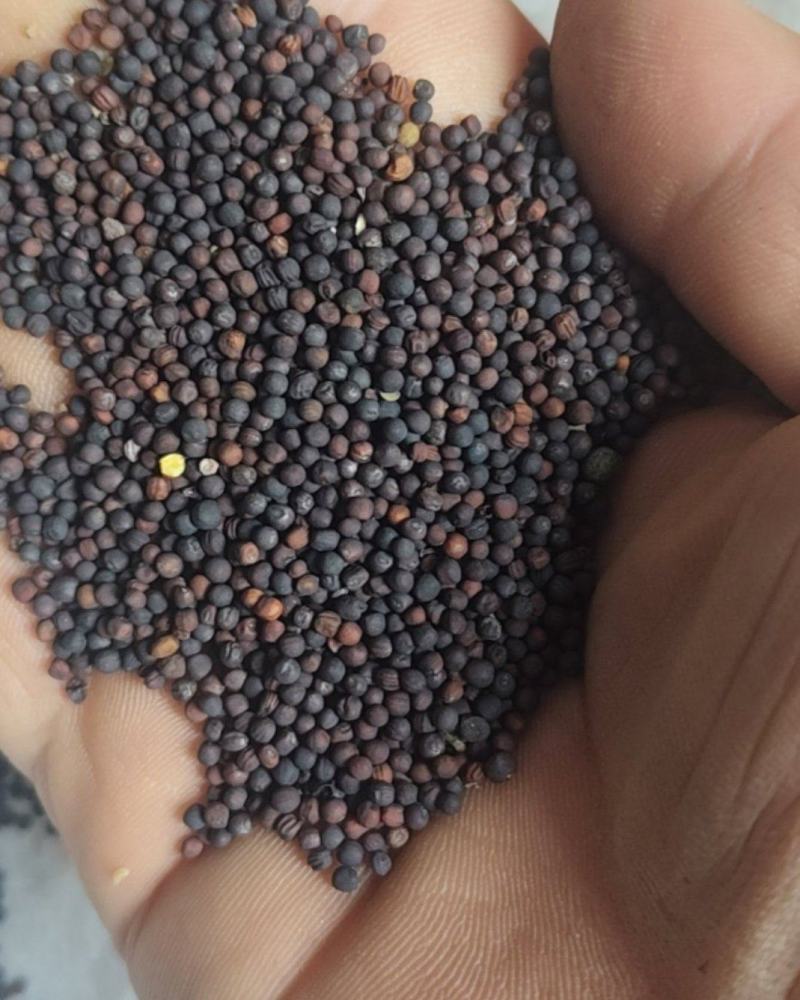 云南罗平油菜籽