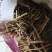 甘肃现挖野生地骨皮