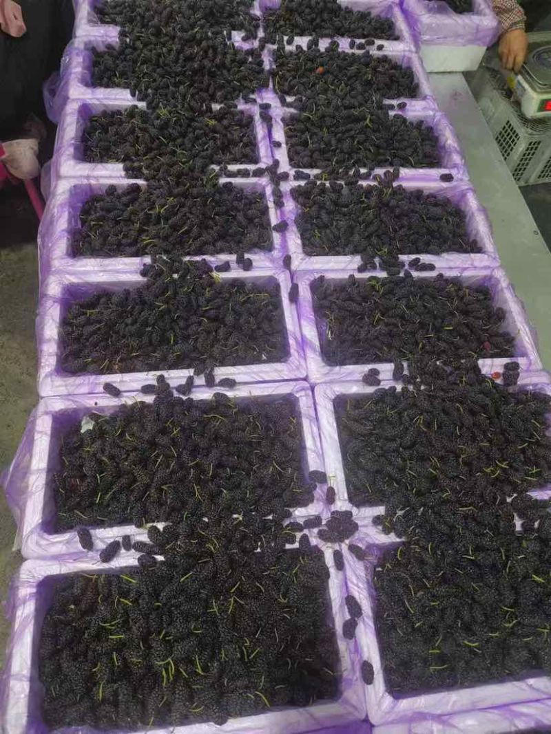 桑葚产地直发