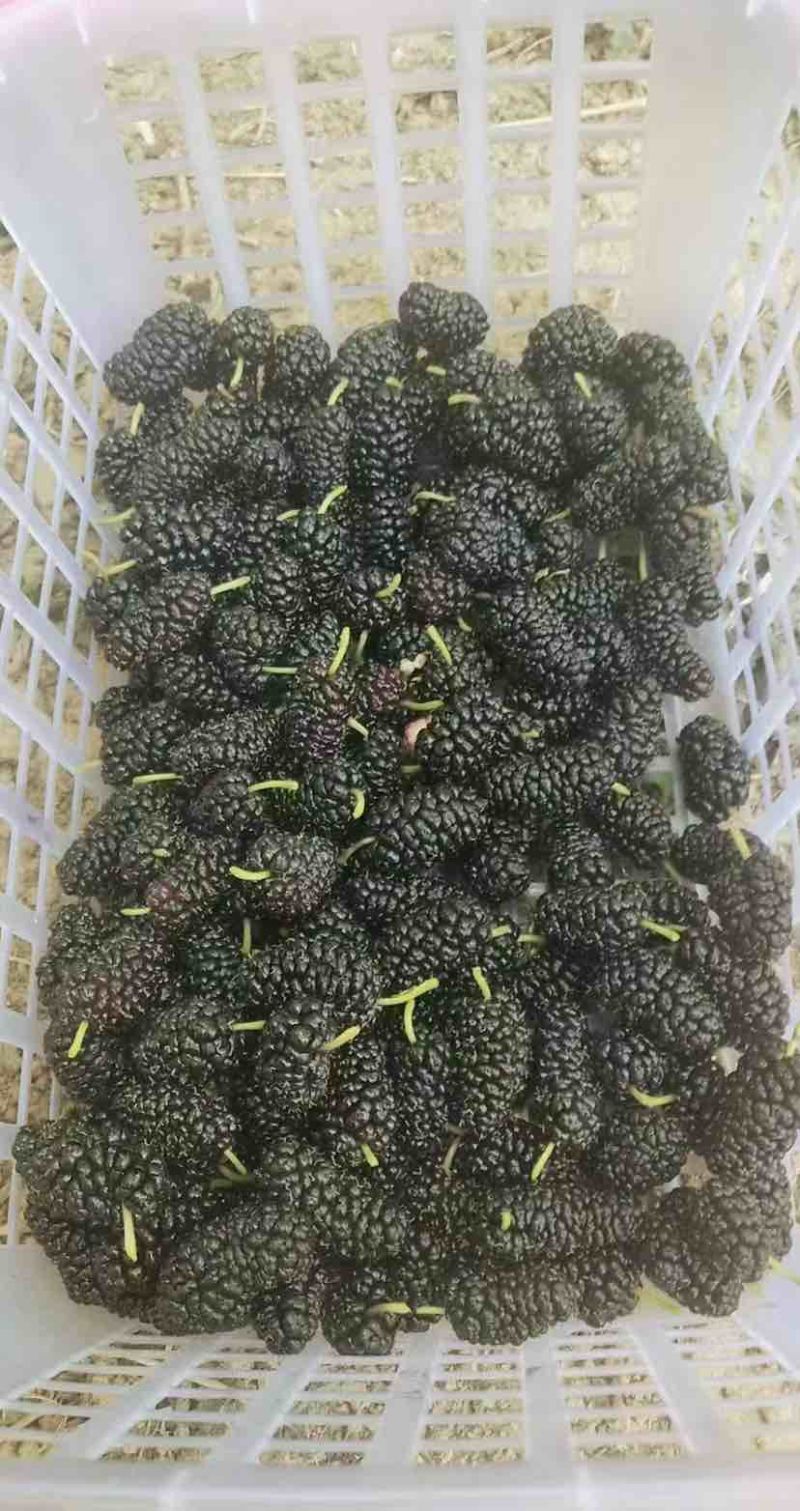 桑葚产地直发