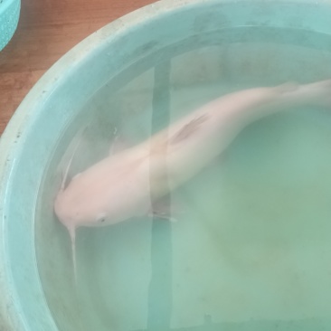 观赏鱼