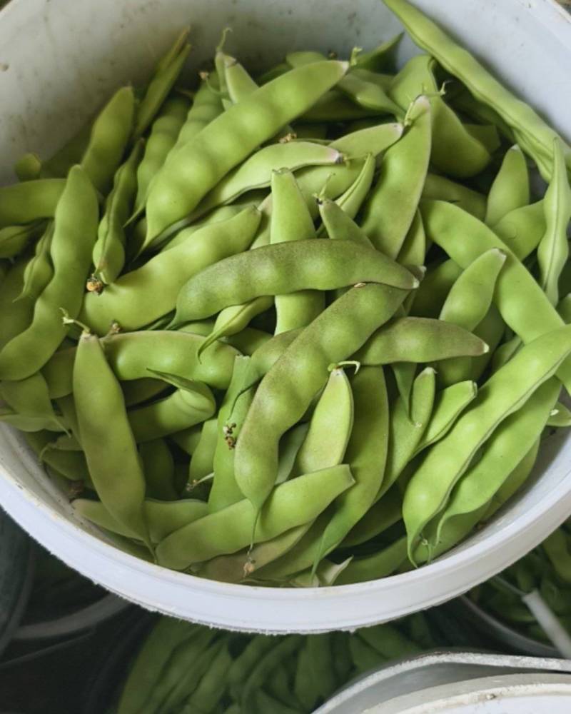 量大管饱
