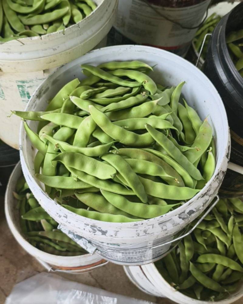 量大管饱