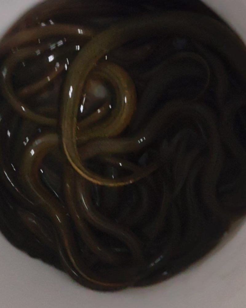 黄鳝