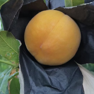 黄金密大量上市