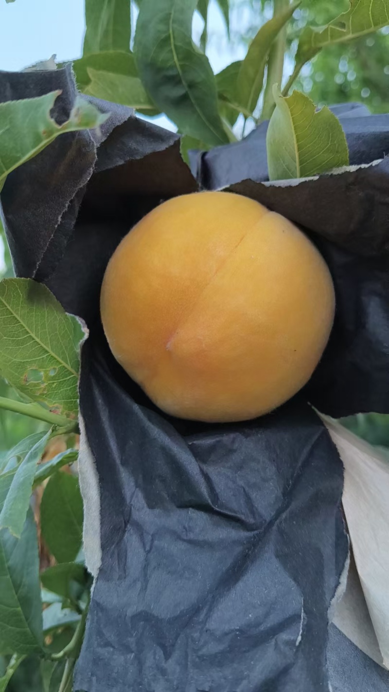 黄金密大量上市
