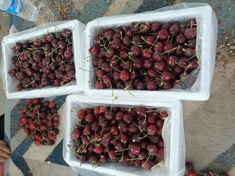 莎车樱桃🍒