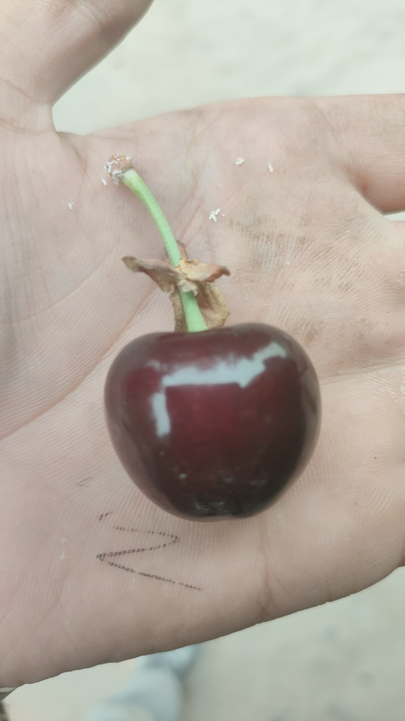 莎车樱桃🍒