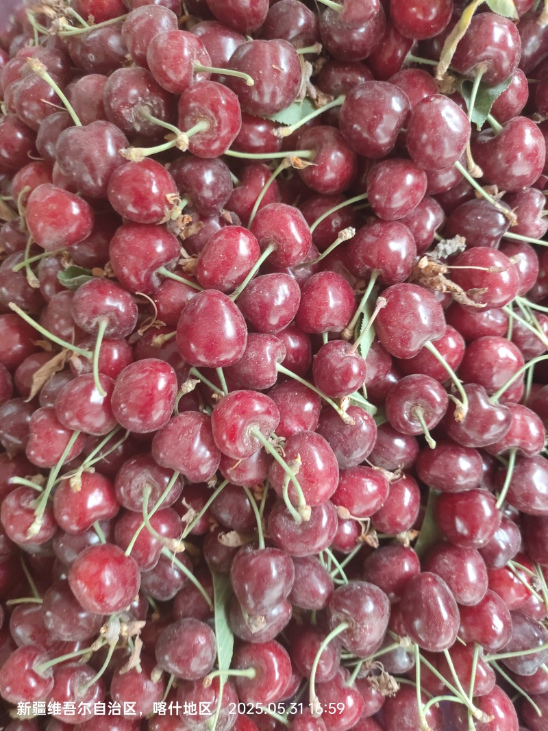 莎车樱桃🍒