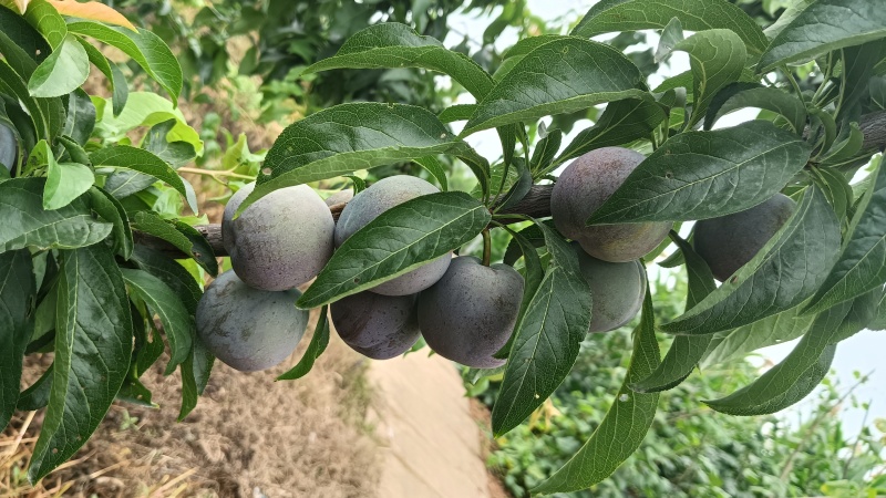 李子