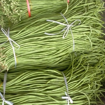 大量缸豆上市