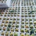 60枚5斤160元50枚5斤180元顺丰包邮