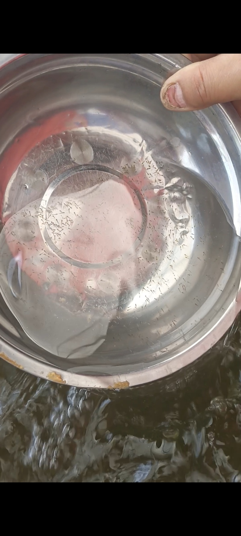 泥鳅苗
