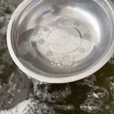 泥鳅苗