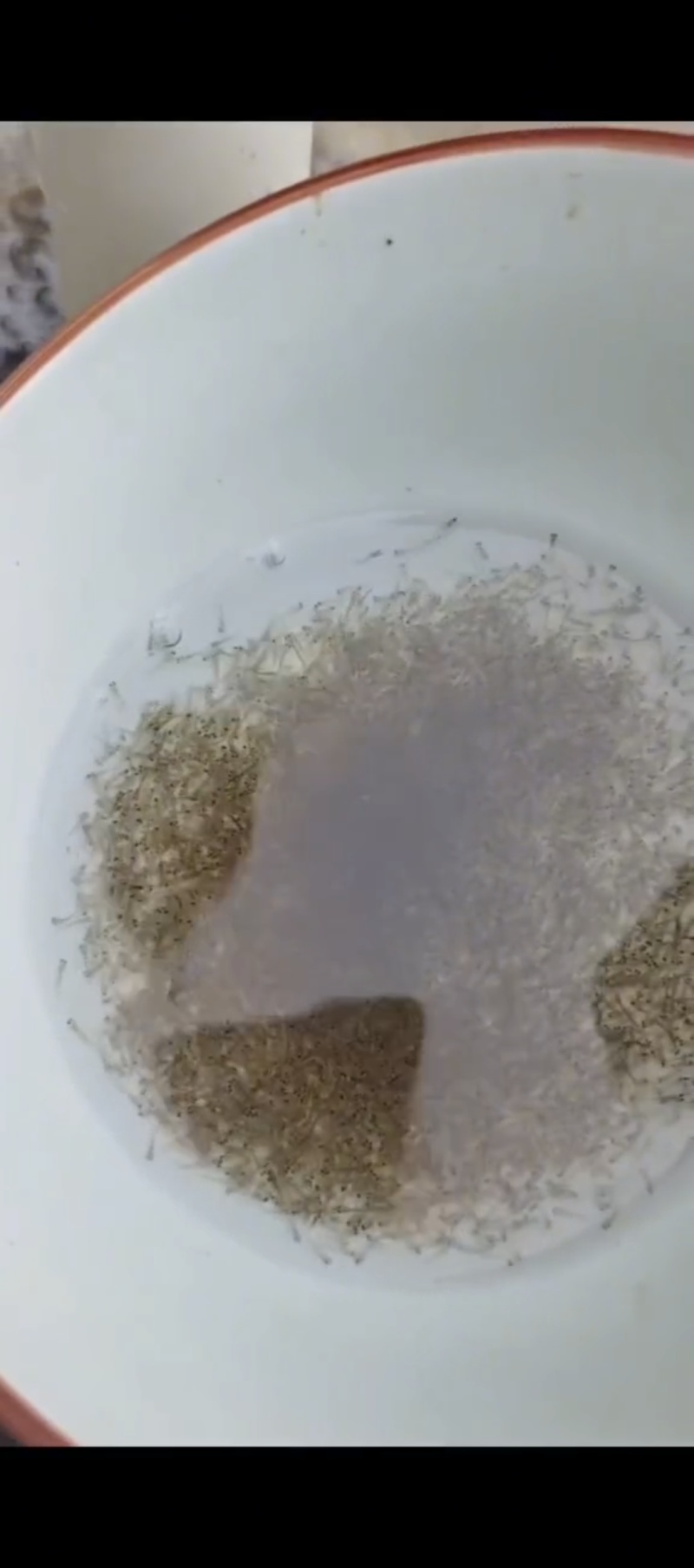 泥鳅苗