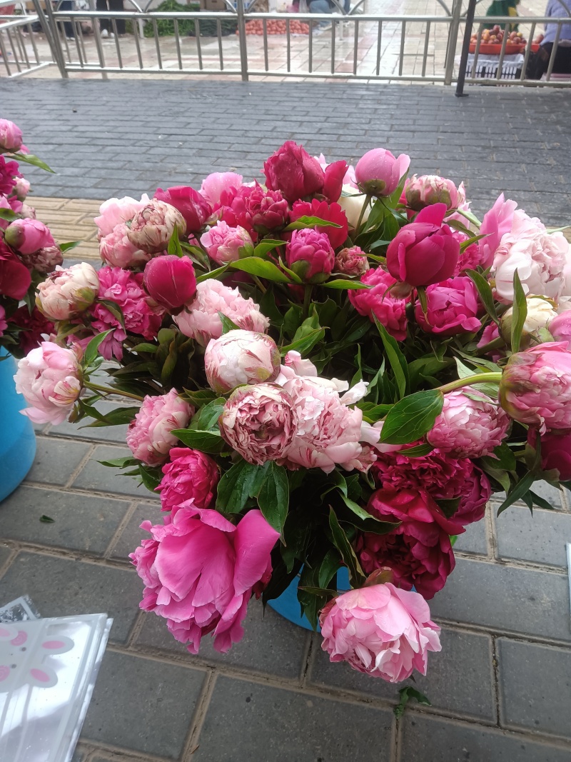 芍药花苞