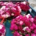 芍药花苞
