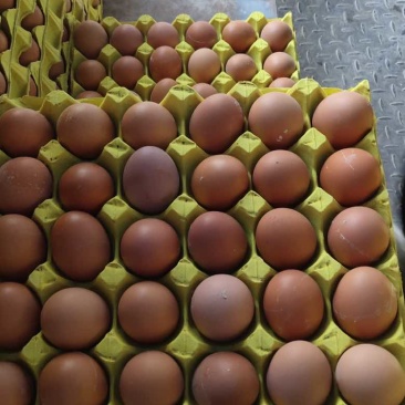 红蛋，粉蛋