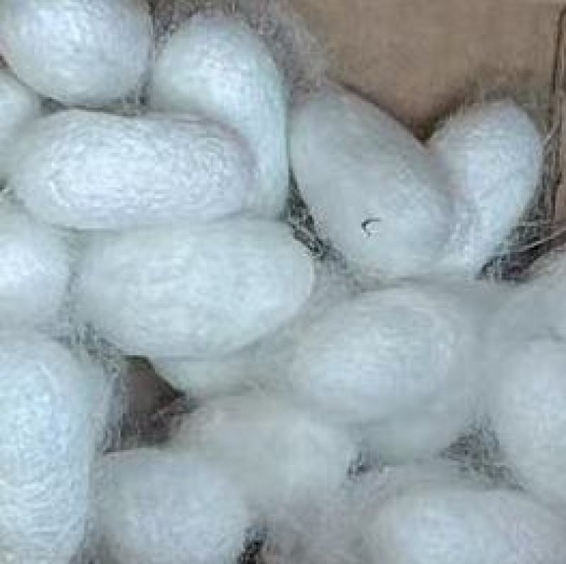蚕茧