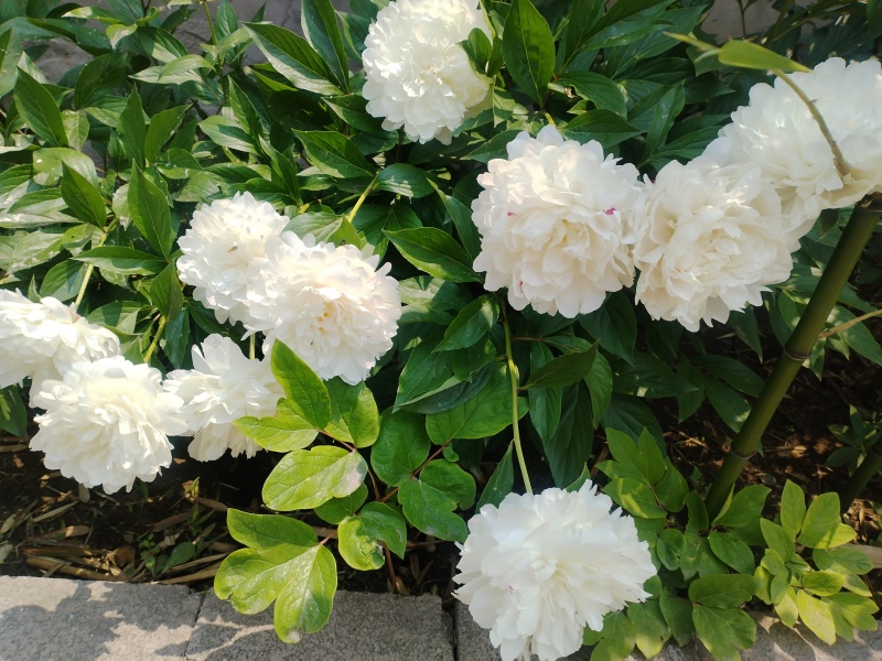 花