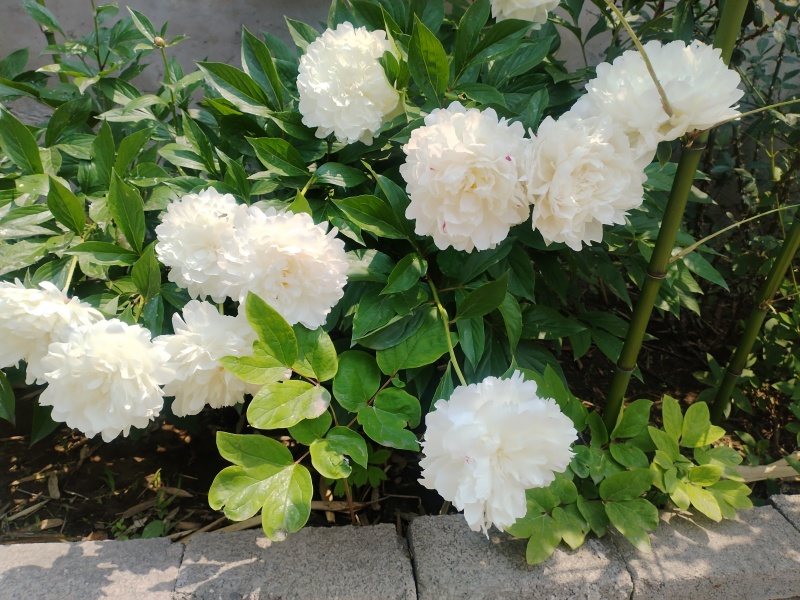 花