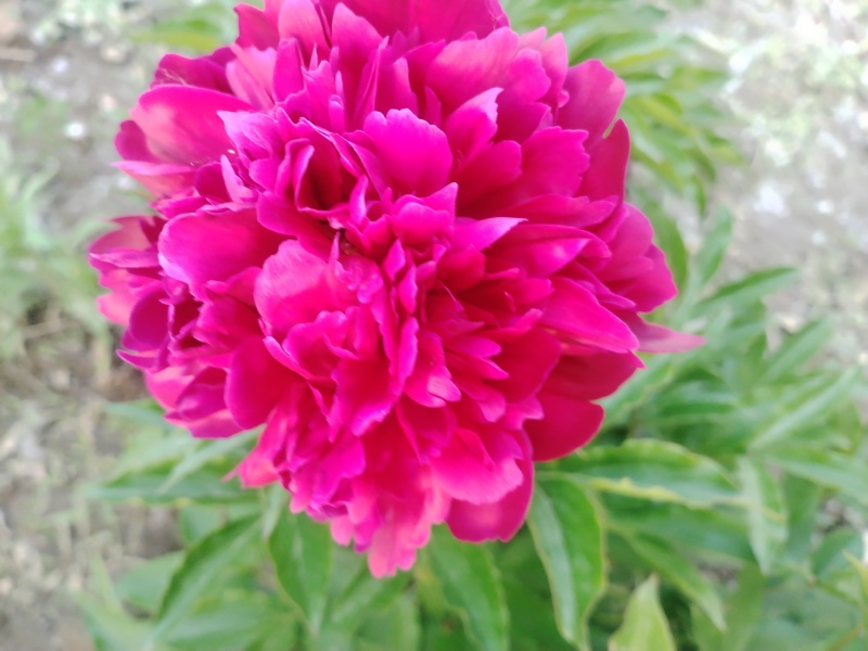 花
