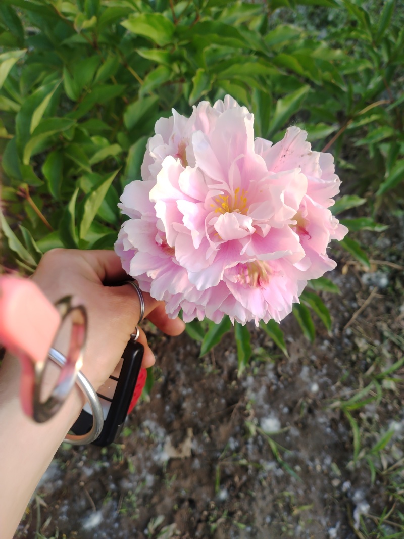花