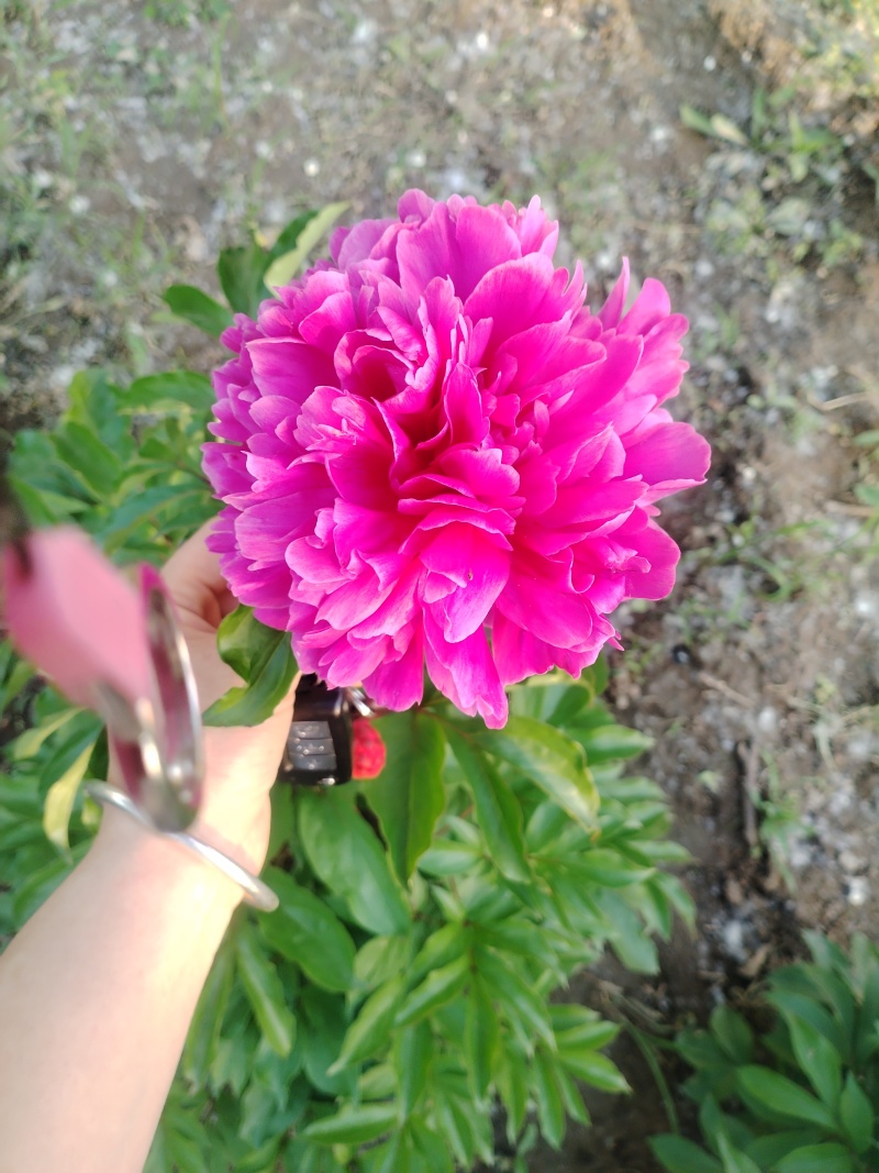 花