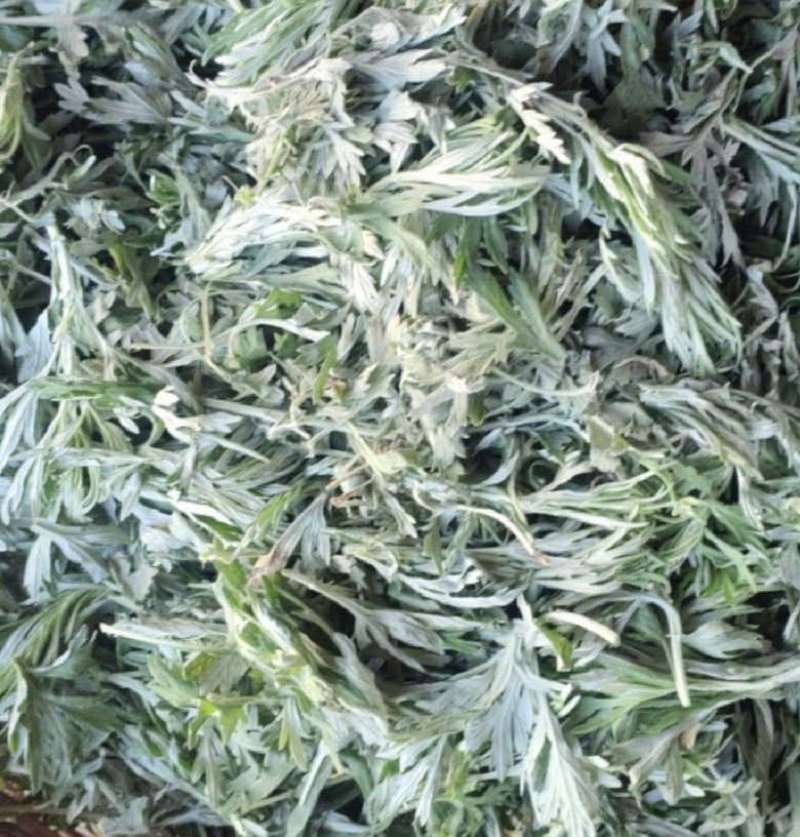 内蒙古草原原生态艾草