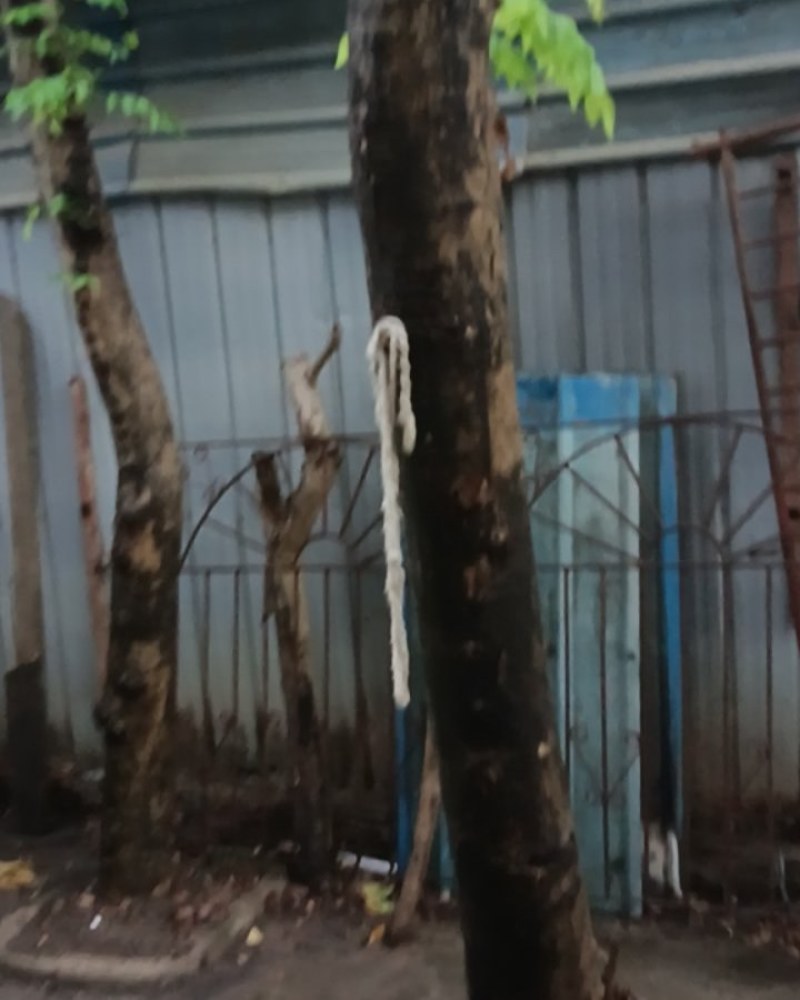 二十多年的黄花梨树