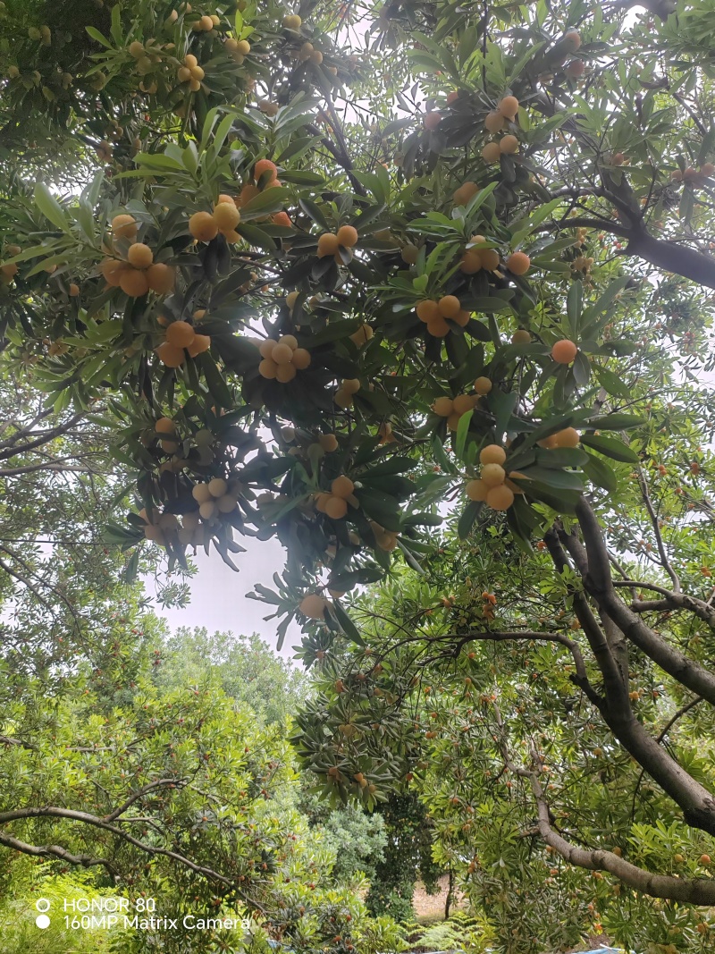 浙江上虞区驿亭镇鲁溪闸村下闸