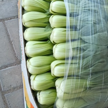 山西大同叶菜基地，精品油菜，产地一手货源，