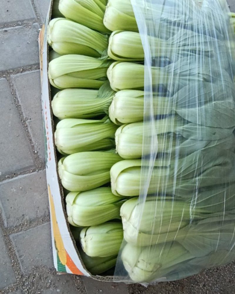 山西大同叶菜基地，精品油菜，产地一手货源，