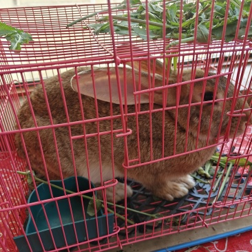 兔子