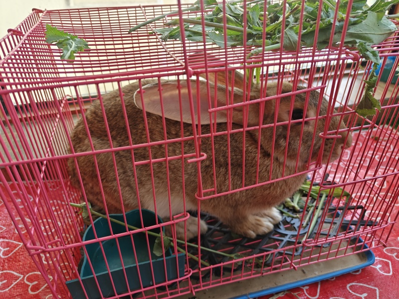 兔子
