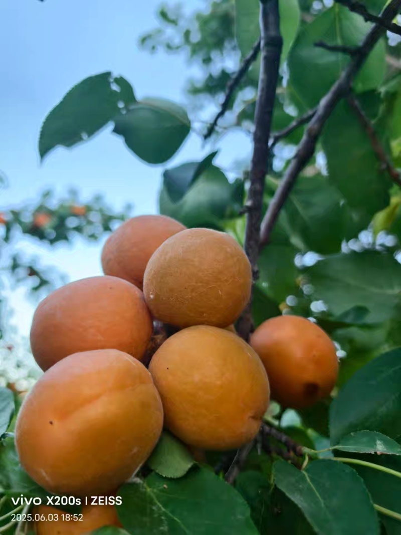 大黄杏（偏甜口，多汁）