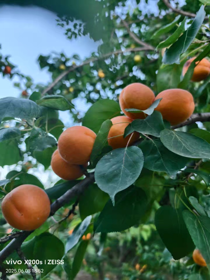 大黄杏（偏甜口，多汁）