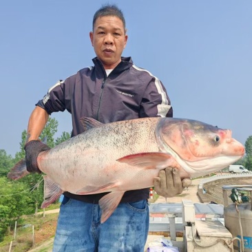 链鳙鱼，规格8斤以上