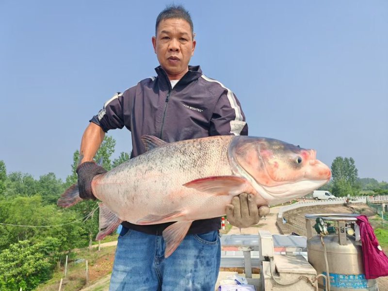 链鳙鱼，规格8斤以上