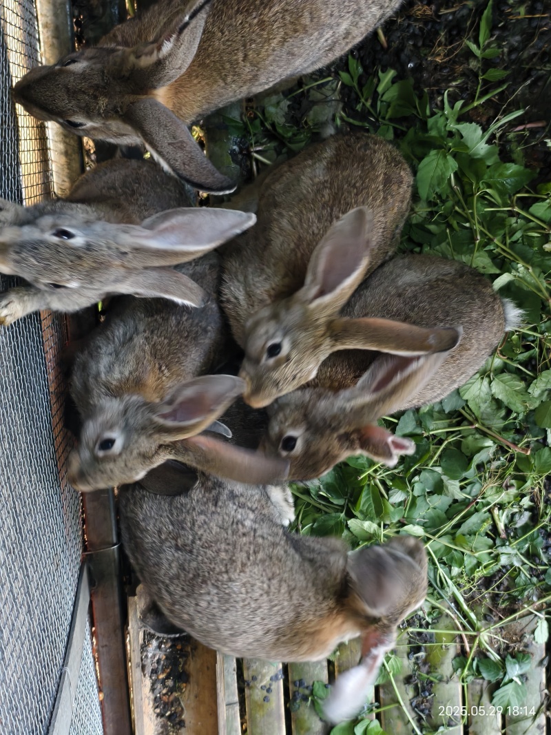 自家自养的，大野兔杂交的大肉兔，肉多，活的，杀好的都有