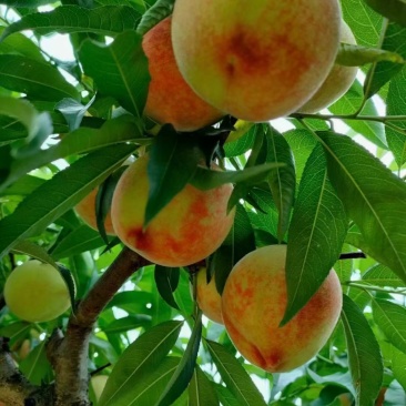 桃子花儿桃湖北桃脆桃