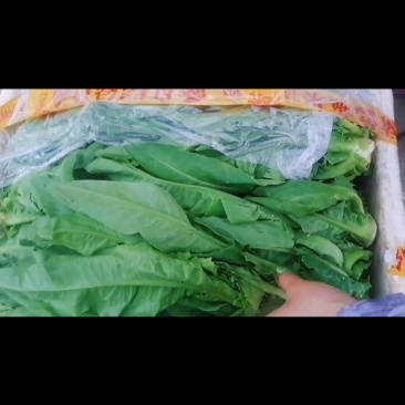 油麦菜