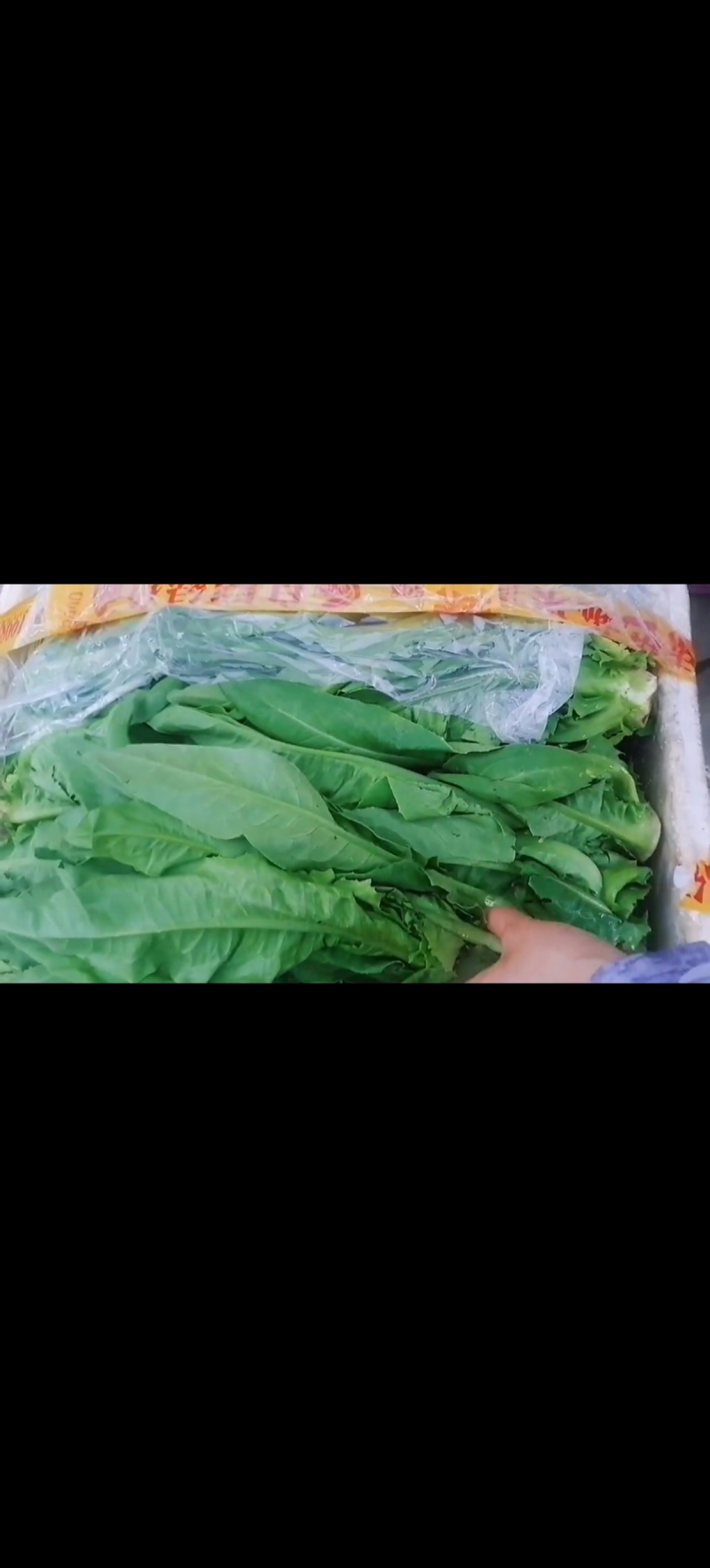 油麦菜