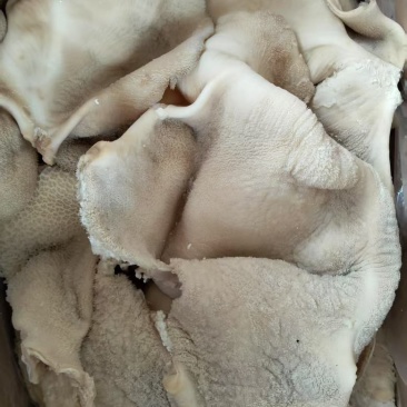 小牛肚