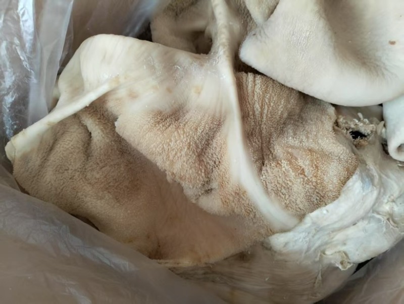 小牛肚