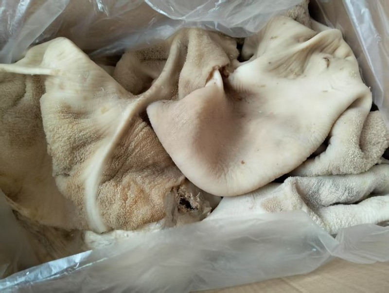 小牛肚