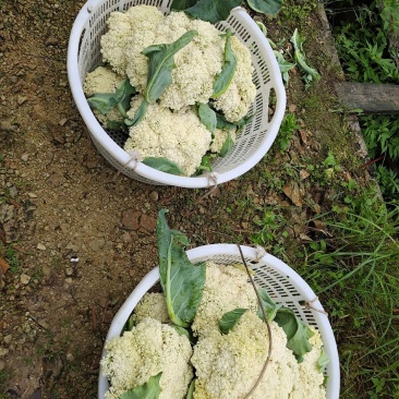 福建政和县高山花菜