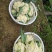 福建政和县高山花菜