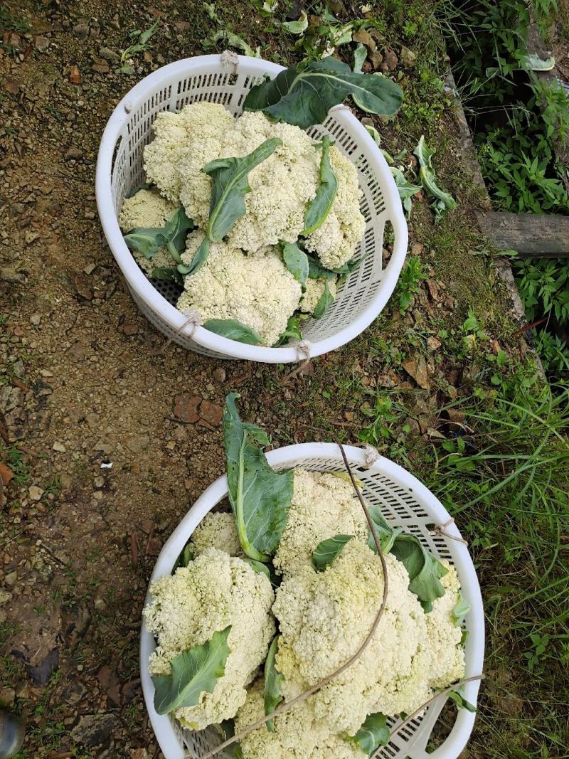 福建政和县高山花菜