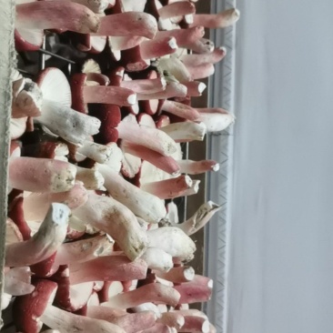 红蘑菇干